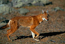Simien jackal / Ethiopian wolf {Canis simensis} Bale Mopuntains NP, Ethiopia endemic species