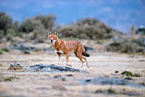 Simien jackal aka Ethiopian wolf {Canis simensis} Bale Mts NP, Ethiopia - endemic