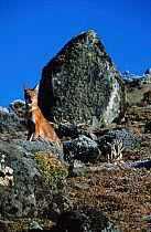 Simien jackal / Ethiopian wolf {Canis simensis} Bale Mts NP, Ethiopia, endemic