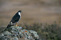 Augur buzzard {Buteo rufofuscus} Bale Mountains NP, Ethiopia