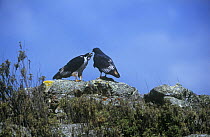 Augur buzzard {Buteo rufofuscus} courtship behaviour, female begging for food from male, Bale Mts NP, Ethiopia