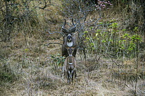 Mountain nyala {Tragelaphus buxtoni} male and female in courtship, Bale Mountains NP, Ethiopia, endemic, endangered