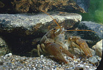 White clawed crayfish {Austropotamobius pallipes}