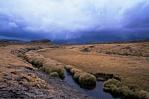 Grassland and River in Bale Mountains National Park, Ethiopia
