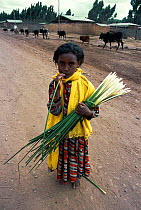 Child sucking reed stem {Juncus sp} to quench thirst. Dinsho village, Bale Mountains NP, Ethiopia