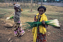 Child sucks on Juncus stem to quench thirst. Dinsho village, Bale Mountains National Park, Ethiopia