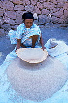 Woman sifts teff, local grain used for making bread, Awash town, Ethiopia
