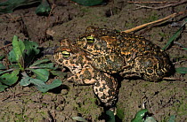 Natterjack toads {Bufo calamita} preparing to mate, Spain