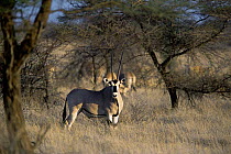 Beisa oryx {Oryx gazella beisa} Awash NP, Ethiopia
