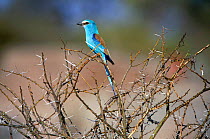 Abyssinian roller {Coracias abyssinicus} Awash NP, Ethiopia, Africa