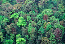 Tropical rainforest canopy, Western Ghats, Kerala, southern India
