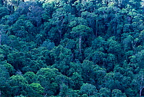 Shorea trees in tropical rainforest. Sinharaja forest reserve, Sri Lanka