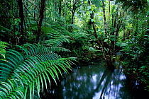 Rainforest interior with ferns and pond Sinharaja FR, Sri Lanka