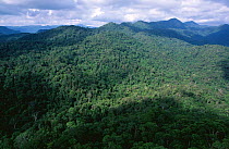 Looking out across Sinharaja forest reserve with {Shorea sp} trees in tropical rainforest canopy, Sri Lanka