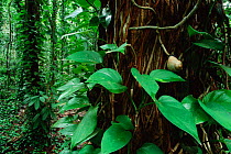 Rainforest interior with climbing plant around tree trunk, Uduwattakele FRWS, Sri Lanka