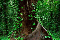 Rainforest interior with climbing plant growing up buttress roots of tree, Uduwattakele Forest reserve, Sri Lanka