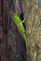 Hump nosed lizard {Lyriocephalus scutatus} Sinharaja FR, Sri Lanka - endemic species