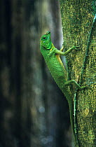 Hump nosed lizard {Lyriocephalus scutatus} Sinharaja GR, Sri Lanka, endemic