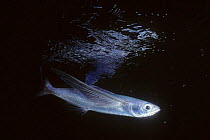 Side profile of Flying fish underwater {Exocetidae family}, Eastern Pacific Ocean