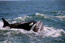 Killer whale {Orcinus orca} attacking Grey whale calf, off  Monterey, California, USA