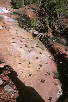 Carnivorous dinosaur tracks / footprints) Utah, USA