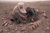 David Attenborough & palaeontologist Dick Moody digging up dinosaur remains, Niger, North Africa on location for LOST WORLDS VANISHED LIVES 1988