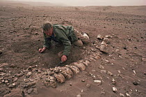 David Attenborough digging up Sauropod dinosaur remains, Niger, North Africa, on location for LOST WORLDS VANISHED LIVES 1988