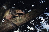 Malayan pangolin / Scaly anteater {Manis javanica} moving along branch in tree, Komodo Island, Indonesia