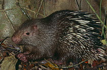 Common short tailed porcupine {Hystrix brachyura} foraging in litter, Flores, Indonesia