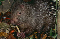 Common short tailed porcupine {Hystrix brachyura} foraging in litter, Flores, Indonesia