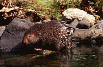 Common short tailed porcupine at waters edge {Hystrix brachyura} Flores, Indonesia