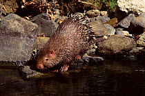 Common short tailed porcupine at waters edge {Hystrix brachyura} Flores Indonesia