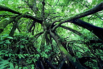 Aerial root system of tree in rainforest, Odzala National Park, NW Republic of Congo