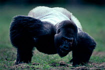 Western lowland gorilla male silverback "Faust" eating soil for mineral content in bai (forest clearing) Odzala NP, Democratic Republic of Congo. Died July 2004, probably due to Ebola virus.