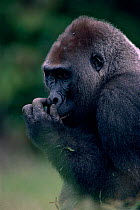 Western lowland gorilla male silverback portrait, Odzala NP, Democratic Republic of Congo.