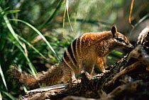 Numbat {Myrmecobius fasciatus} Perth Zoo, Western Australia