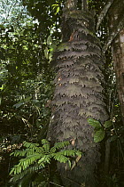 Termite mound built onto tree trunk, Maya Maya Nord Bai, Odzala NP, NW Republic of Congo