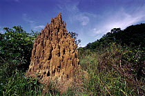 Termite mound cooling chimneys - savanna near Mboko, Odzala National Park, Democratic Republic of Congo.