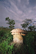 Umbrella termite mound designed to repel water and heavy rain, Mboko, Odzala NP, Republic of Congo