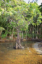 Mangrove swamp between rainforest and beach, Coconut Beach, Cape Tribulation, Queensland, Australia