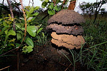 Umbrella termite mound designed to repel heavy rain water, Mboko, Odzala NP, Democratic Republic of Congo.