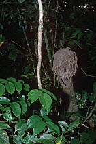 Termite mound ball designed to repel water/heavy rain, Capitale Bai Odzala NP, Republic of Congo