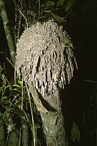 Termite mound ball designed to repel water and heavy rain, Capitale Bai, Odzala NP, Republic of Congo