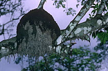 Termite mound ball in tree, designed to repel water, Capitale Bai, Odzala NP, Republic of Congo