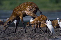Sitatunga doe and calf {Tragelaphus spekei} searching for seeds in dung left by elephants drinking , Maya Maya Nord Bai forest clearing, Odzala NP, Congo, West Africa