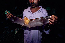 Man holding Commerson's leaf nosed bat {Hipposideros commersoni} by wings, Odzala NP, Democratic Republic of Congo.