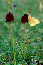 Yellow butterfly {Colias phicomone} feeding on Black vanilla orchid {Gymnadenia nigra}, Alps, Italy