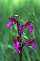 Pink butterfly orchid (Anacamptis papilionacea) with insect pollinator, Italy
