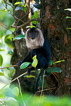 Liontail macaque, dominant male {Macaca silenus} Western Ghats, Kerala, India. Endangered endemic species.