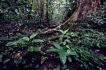Tropical rainforest ground layer vegetation and buttress root system, Odzala NP, Congo, Africa